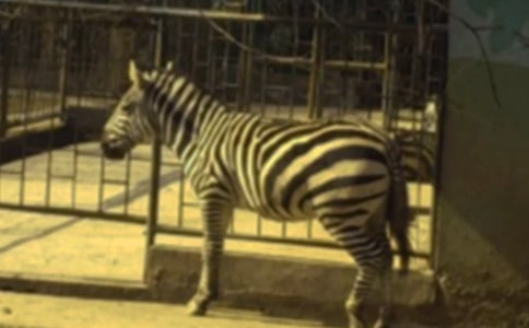 ��(��i)�İ��R�����꼉(j��)����