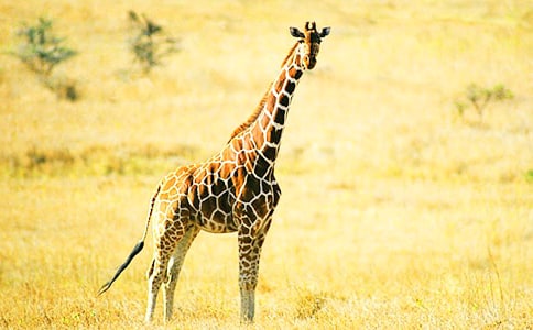 �L(zh��ng)�i¹����[�\��15ƪ]