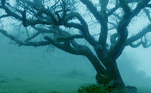 仰望大樹作文【推薦】