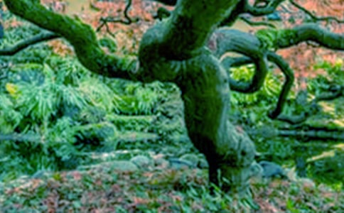 �����������ĺϼ�[15ƪ]