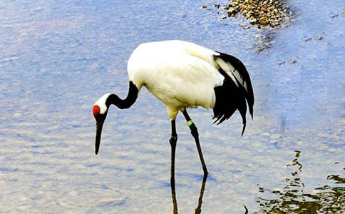 �茑����Q�����ģ�ͨ��29ƪ��