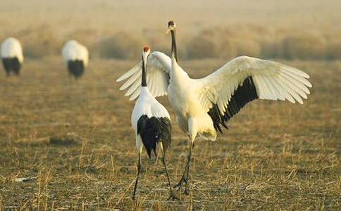 �������ĵ���Q�����f�n��