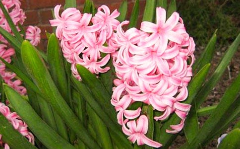 風(fēng)信子作文