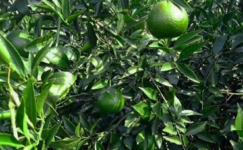 �҂���Ĺ��@����