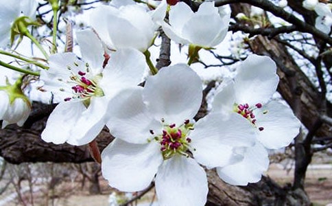 ����ԭ�ķ��g���p��9ƪ(��(y��u))