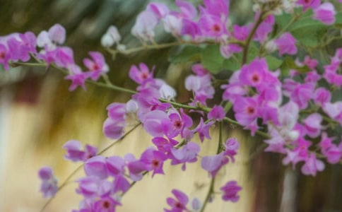 (集合)開在心中的花朵作文15篇