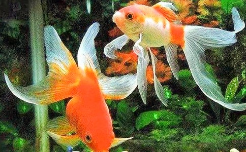 �Ҽҵ�С���~���ģ���(y��u)�㣩