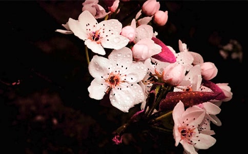 (推薦)關(guān)于梨花的作文11篇