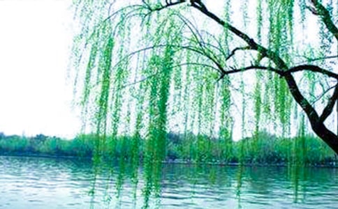 寫柳樹的作文