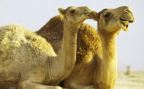 (熱門)騎駱駝作文15篇