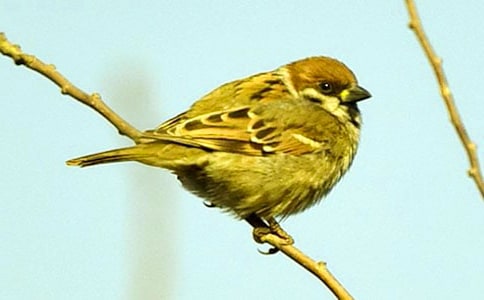 放飛麻雀的作文