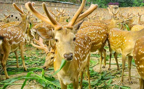 ÷��¹��(y��u)������