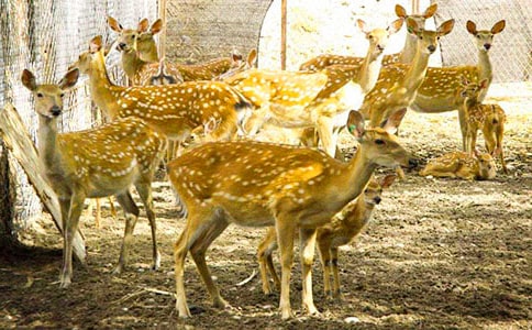 �ɐ۵�÷��¹����4ƪ