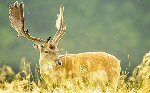 ÷��¹�c��l(f��)Ů������2ƪ