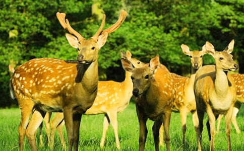 描寫梅花鹿的作文