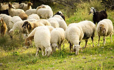 �d���º���(j��ng)�̵Ĳ������Č���ָ��(d��o)