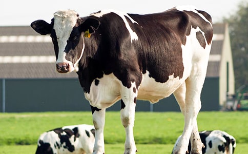 ��ţ����300�֣����x41ƪ��