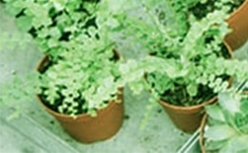 �茑���Ե�����