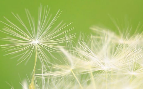 �ҵ�ֲ���ѹ�Ӣ����