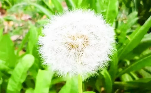 小學(xué)三年級(jí)語文教學(xué)蒲公英