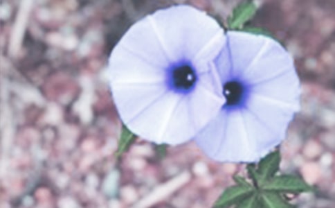 ���˵Ġ�����������