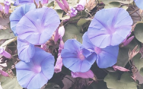 �������͠��������Ľ̌W(xu��)�O(sh��)Ӌ