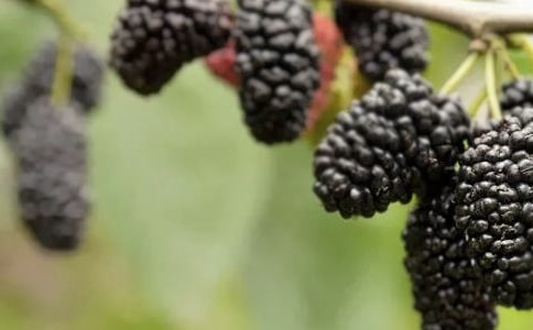 快樂采桑果記敘文