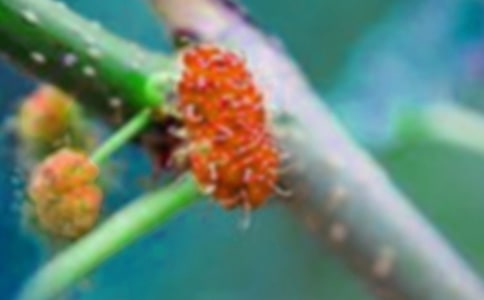 (優(yōu)秀)摘桑果作文11篇