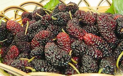 (精)摘桑葚作文