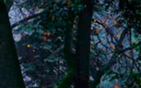 森林里的選美大賽作文