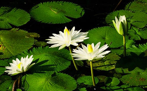 睡蓮的作文(精選30篇)