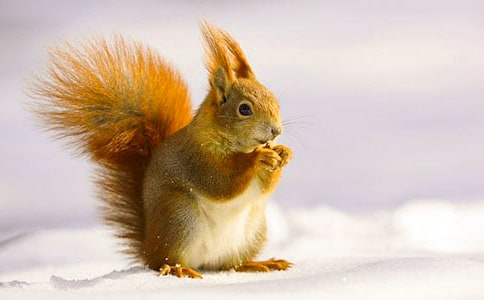 С��������[��]