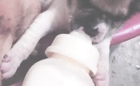 奶瓶喂奶的正確姿勢