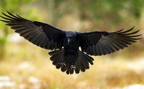 ���f��ˮ�Ĺ���