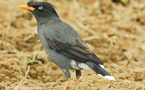 聰明的烏鴉作文(通用38篇)