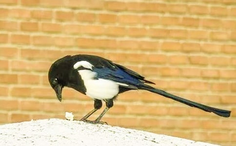 ϲ�o��������