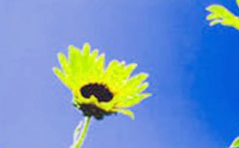 種向日葵作文必備(11篇)