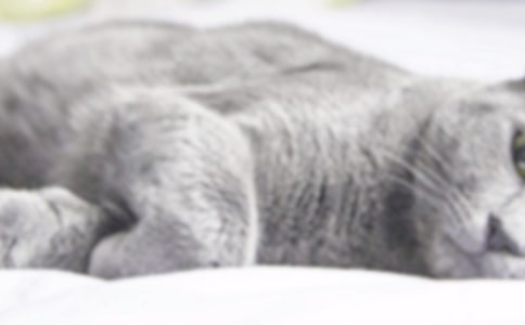 (通用)看圖寫話:粗心的小貓5篇