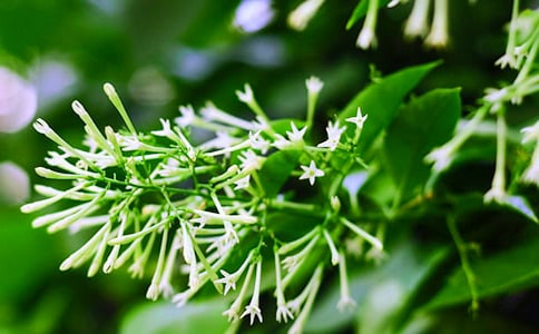 夜來香作文(常用14篇)