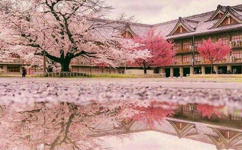 關(guān)于櫻花的句子唯美短句