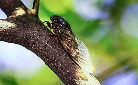 ץ֪�����ġ���(y��u)�㡿