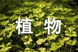 植物媽媽有辦法課后反思(錦集9篇)