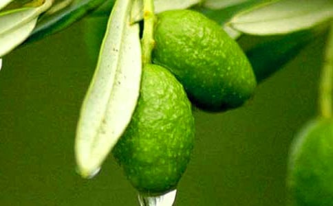 我也銜過一枚青橄欖作文(精選38篇)