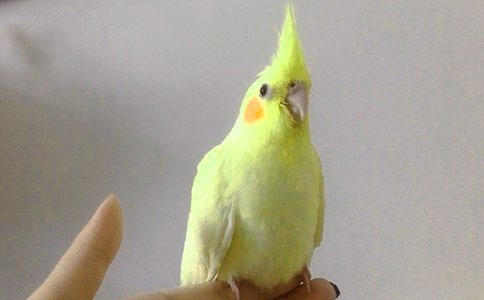 非洲灰鸚鵡是如何養(yǎng)