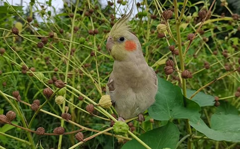 小鸚鵡作文【精品】