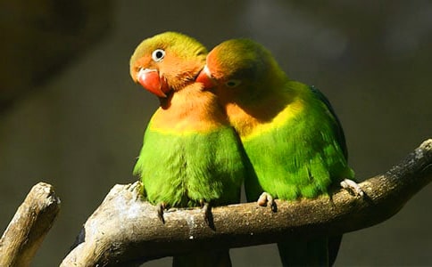 �ɐ۵�С�W�^����15ƪ�����]��