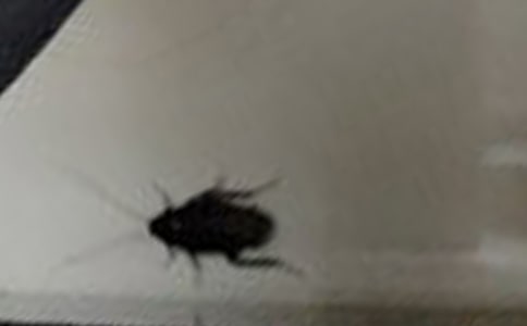 ׽������ľ�Ʒ4ƪ