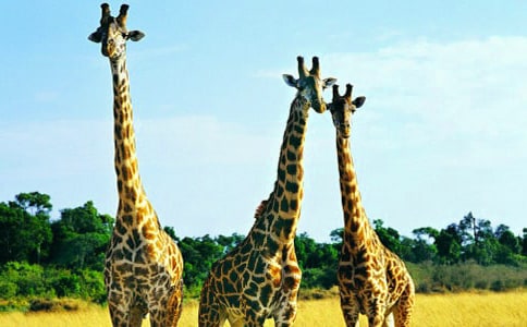 �L(zh��ng)�i¹������ͨ�á�15ƪ��