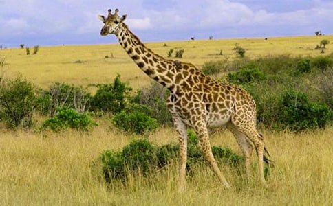 �L�i¹�����ľ��A[15ƪ]