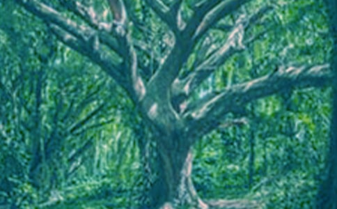 假如我是一棵大樹想象作文《我變成了一棵樹》